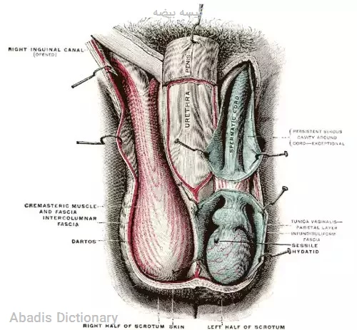 کیسه بیضه